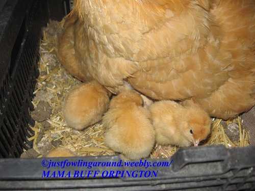 broody-buff-orpington-and-new-chicks 